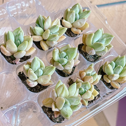 ウラクラ　A品　プラグ苗