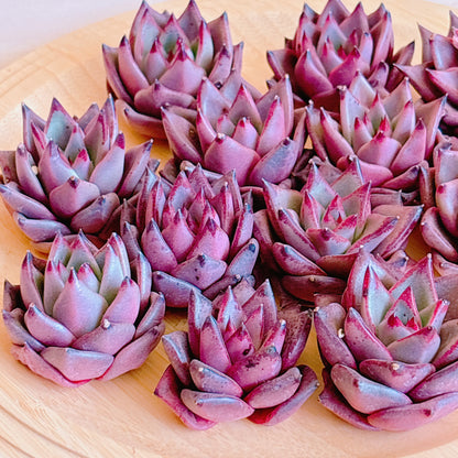 ロメオ　A品　カット苗