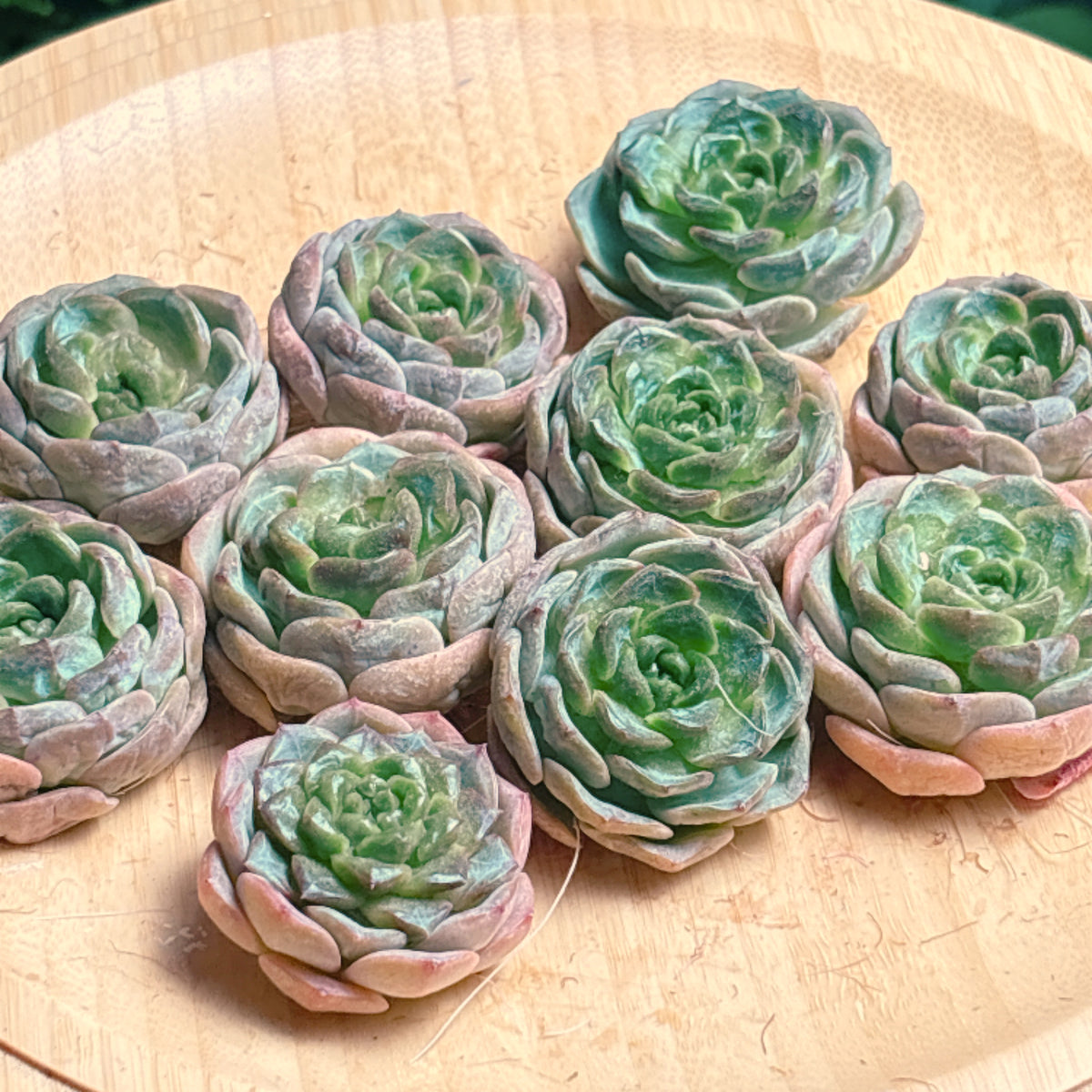 アイスクリスタル　A品　カット苗