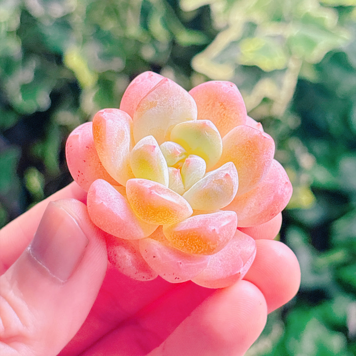 ワイトダイヤモンド　A品　カット苗