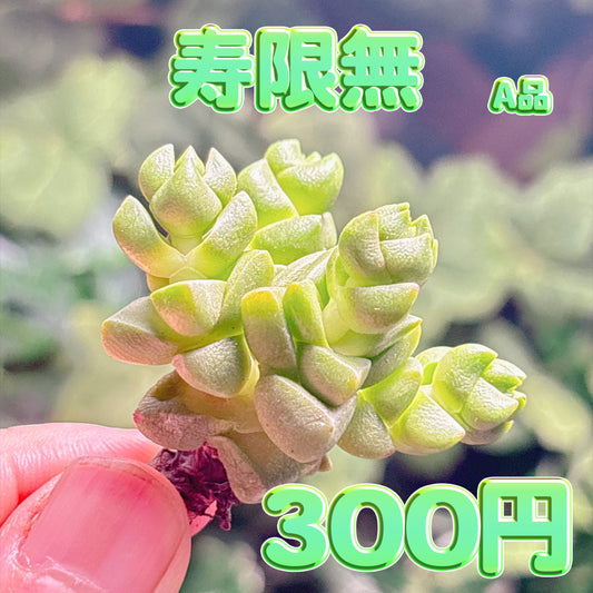 寿限無　A品　カット苗