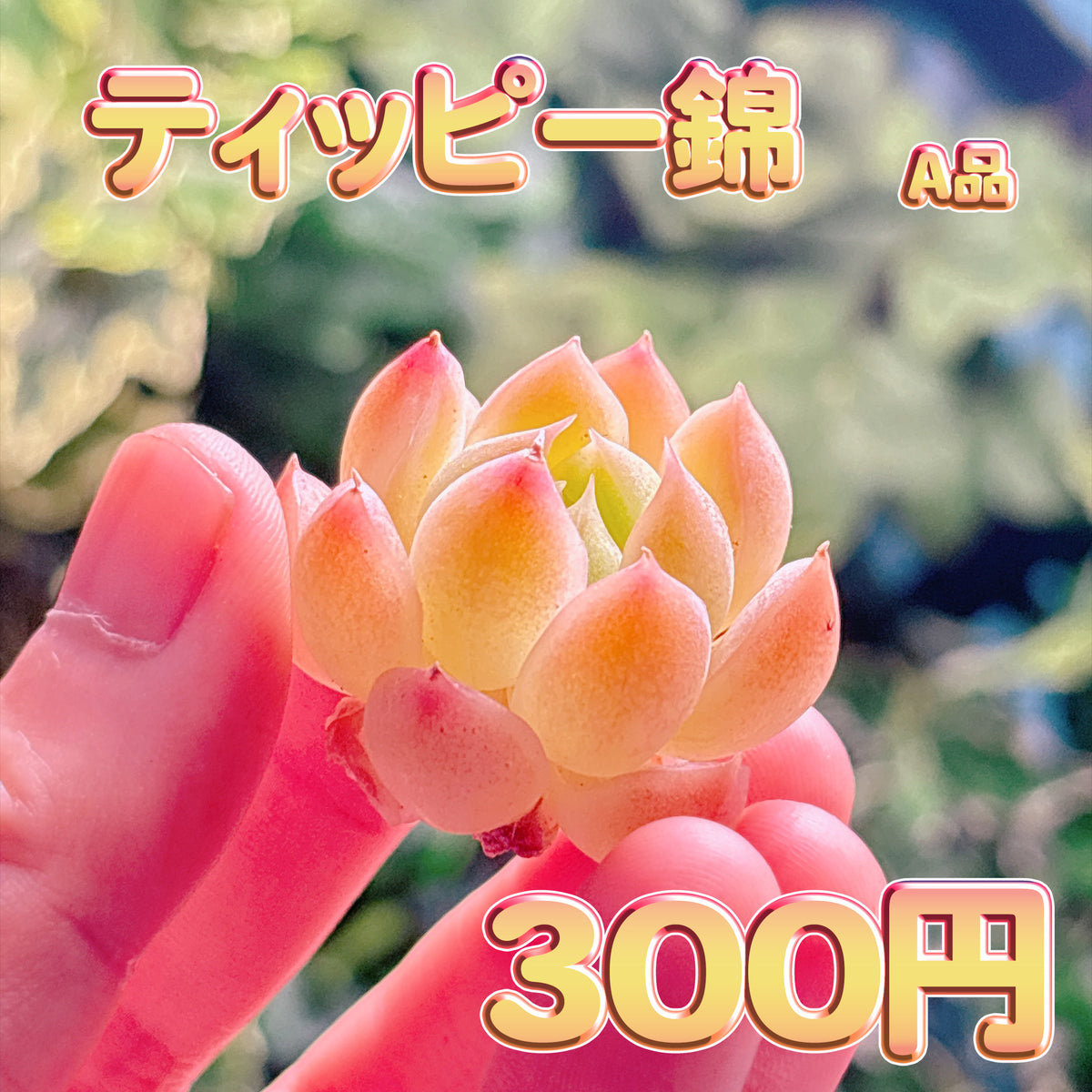 ティッピー錦　A品　カット苗