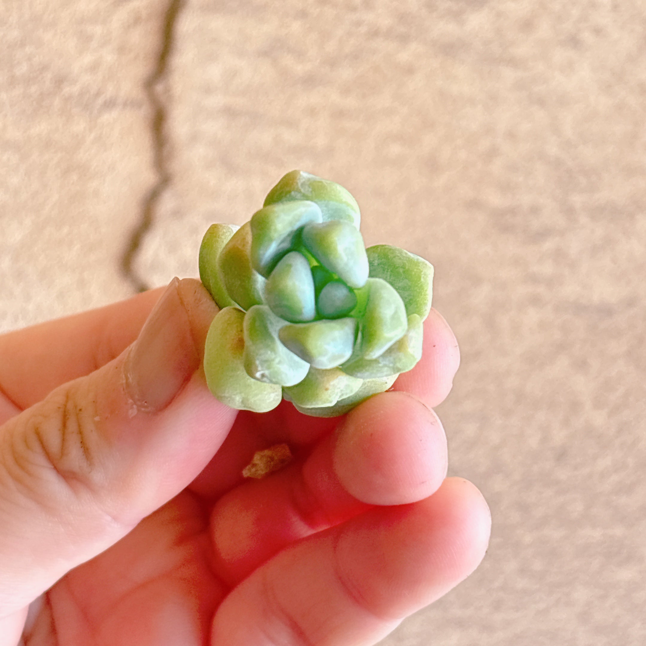 トレレアシー A品 カット苗 – Bull Succulent
