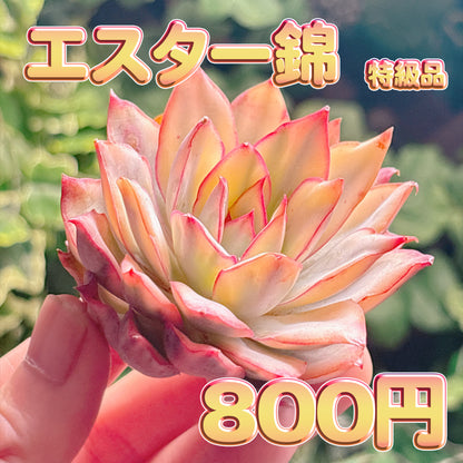 エスター錦　特級品　カット苗
