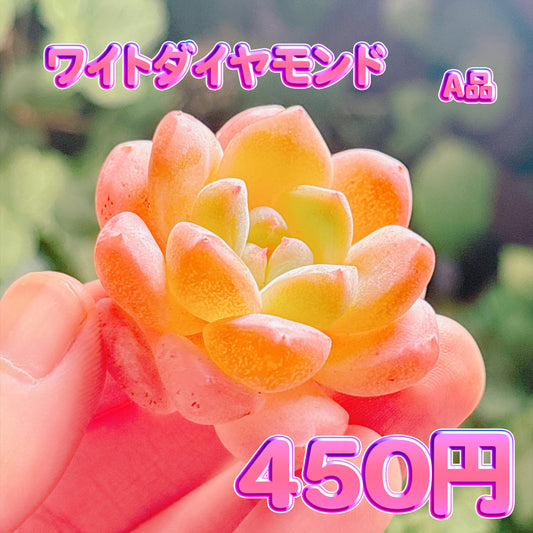 ワイトダイヤモンド　A品　カット苗