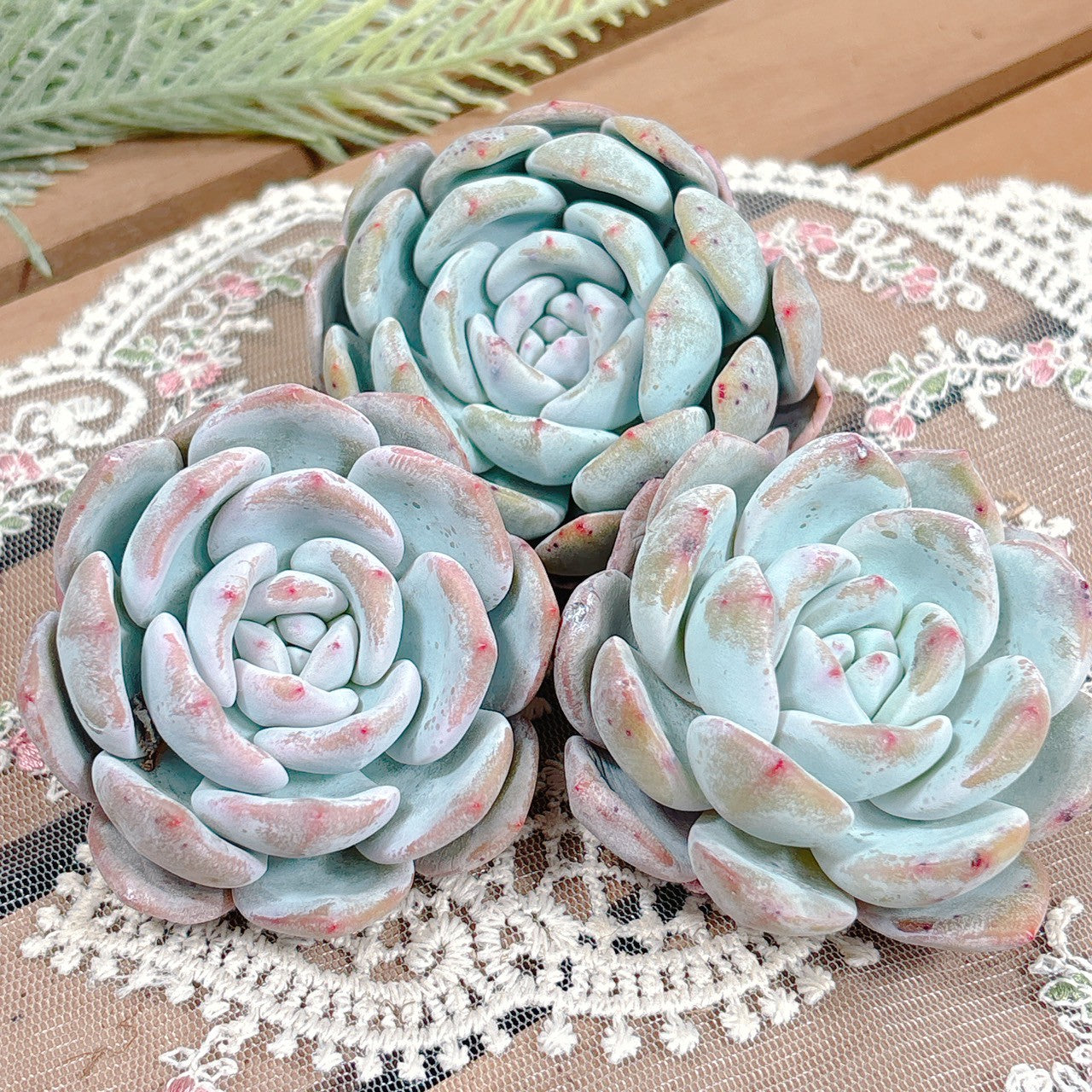 モンロー×白鳳 A品 – Bull Succulent