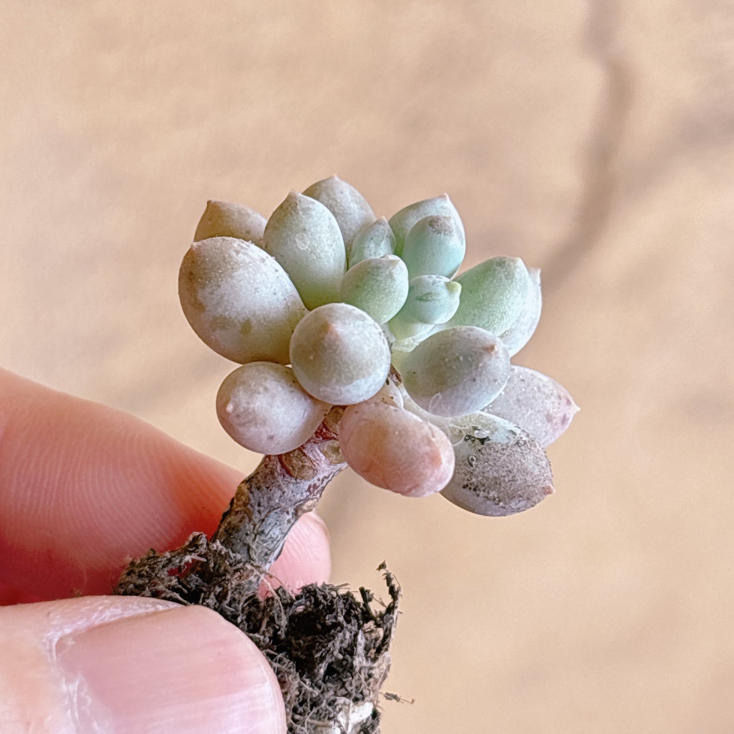 多肉植物