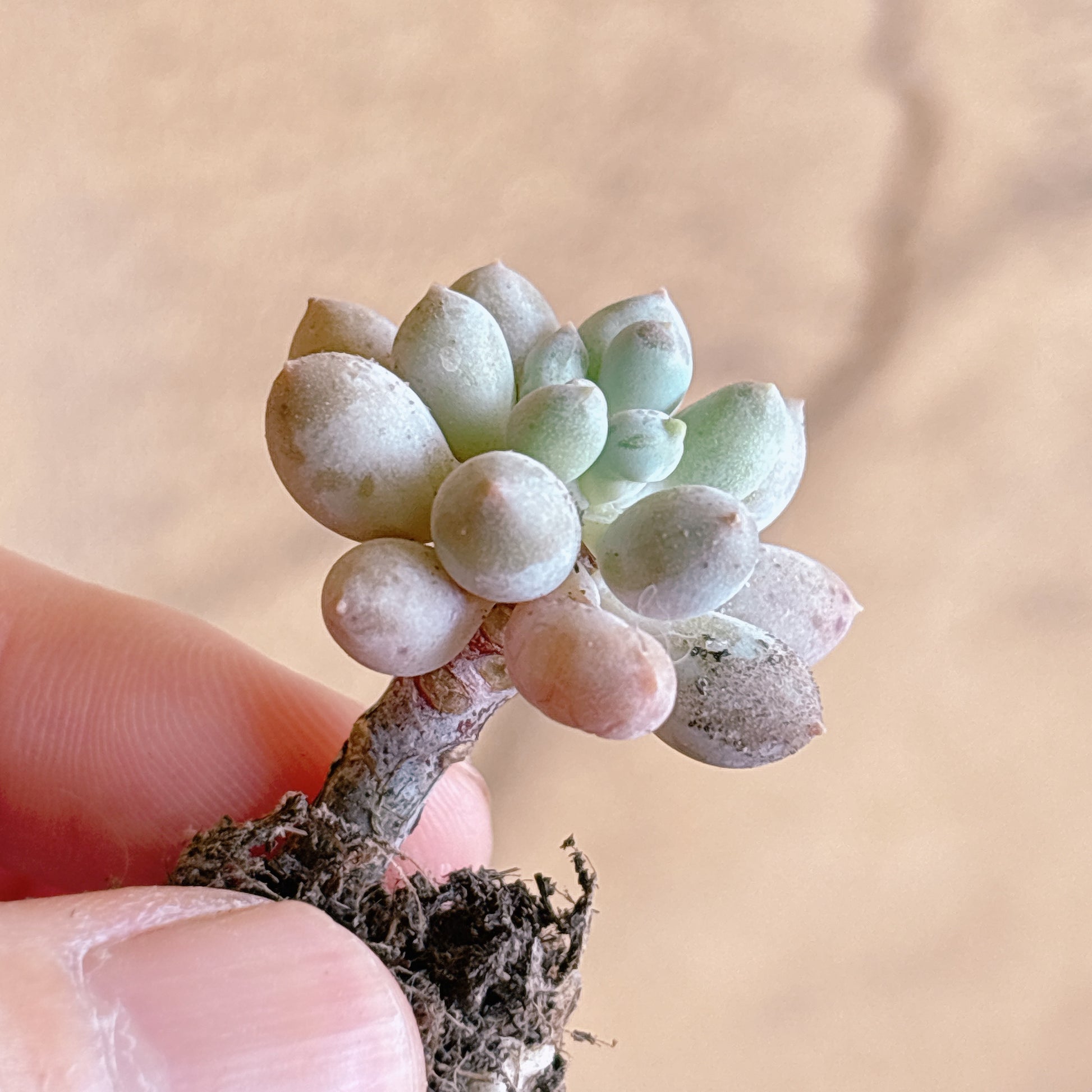 多肉植物