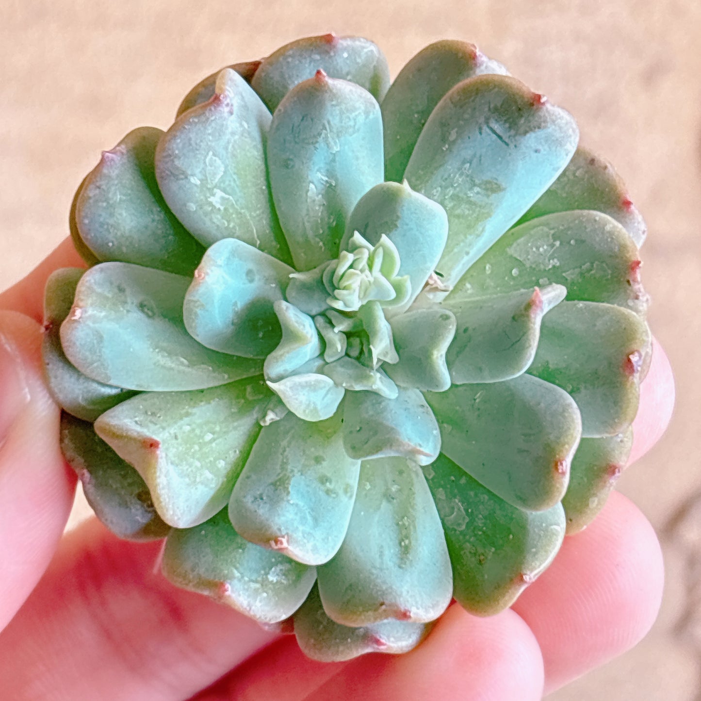 多肉植物