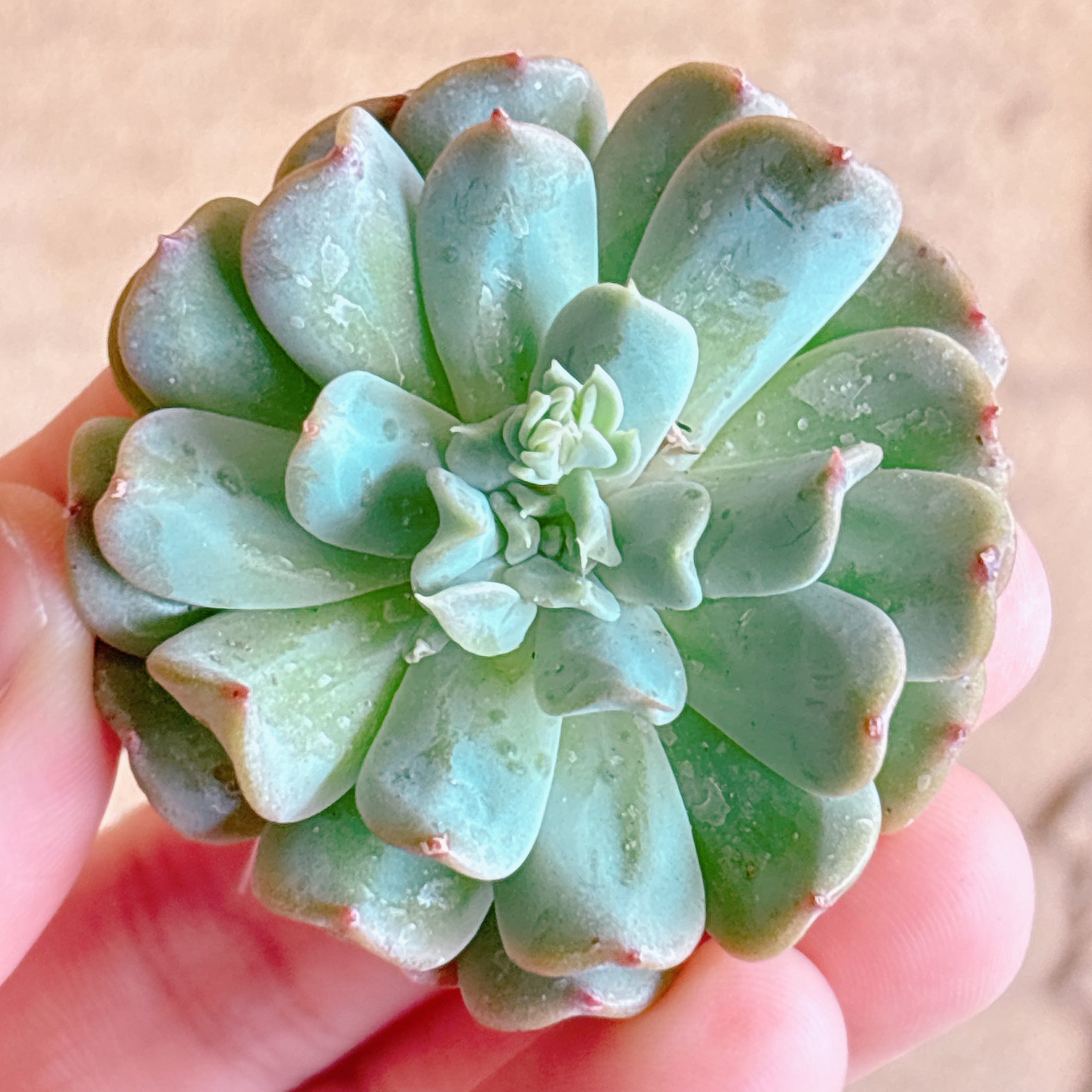 多肉植物