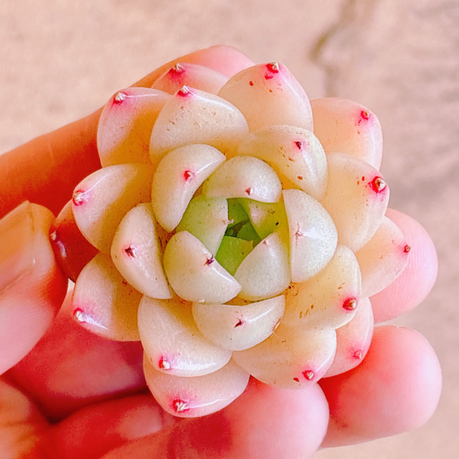 多肉植物