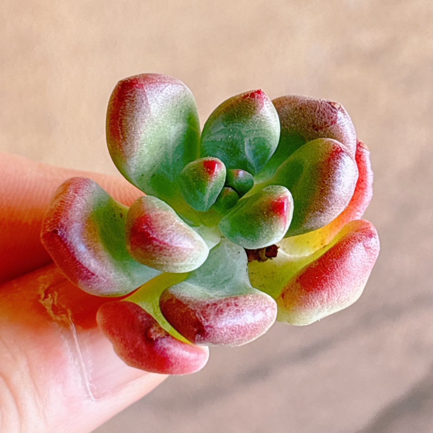 多肉植物