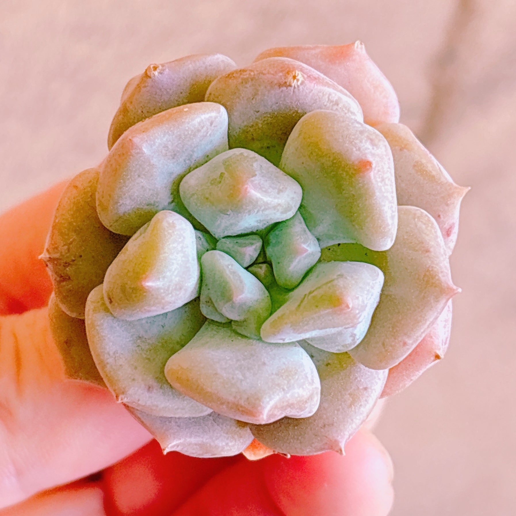 多肉植物