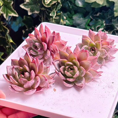 多肉植物