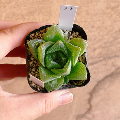 多肉植物