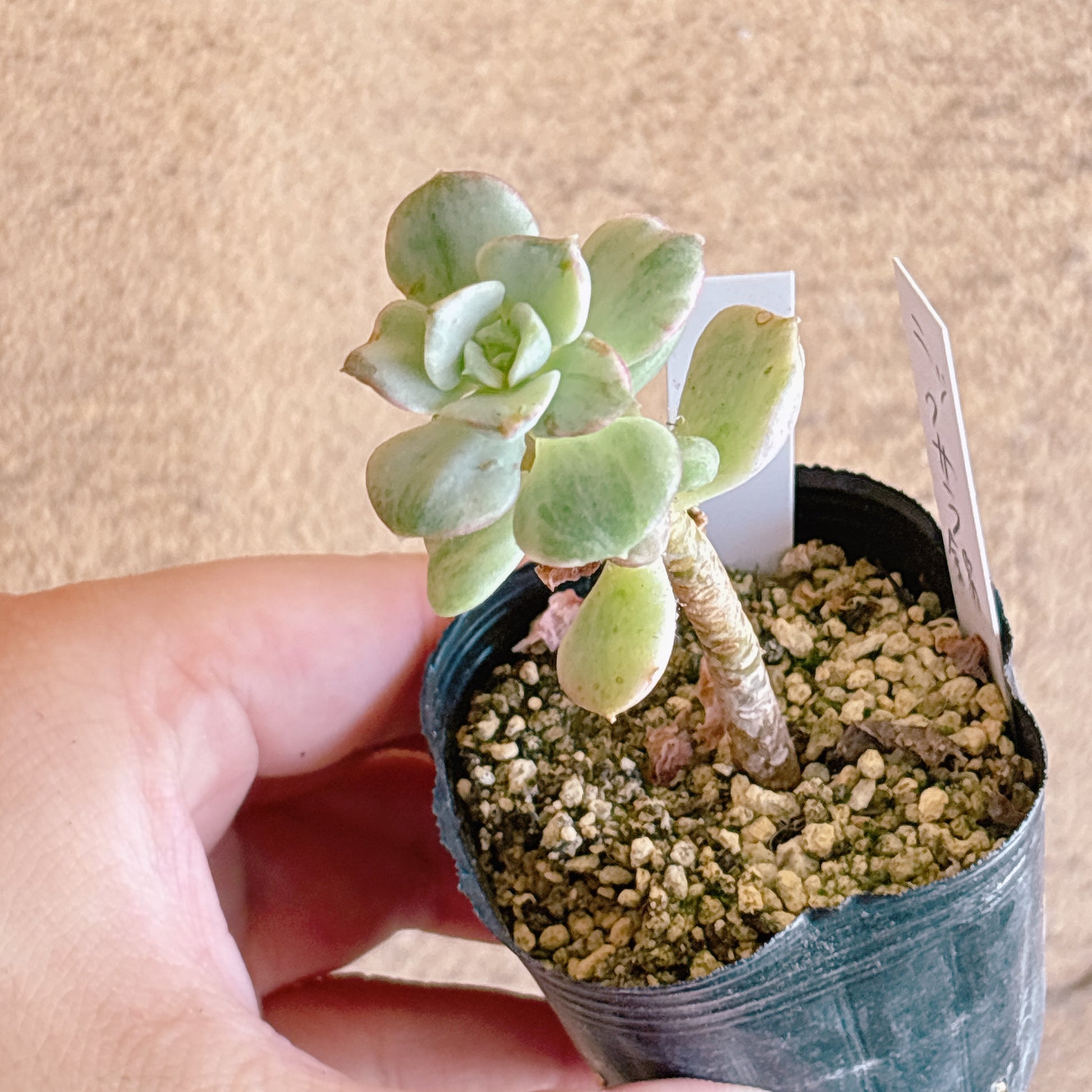 多肉植物