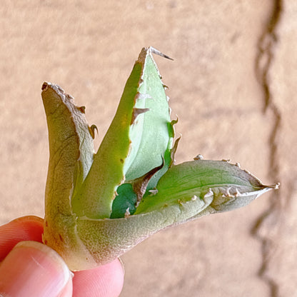 多肉植物