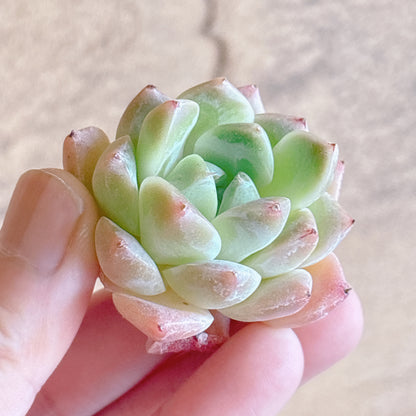 多肉植物