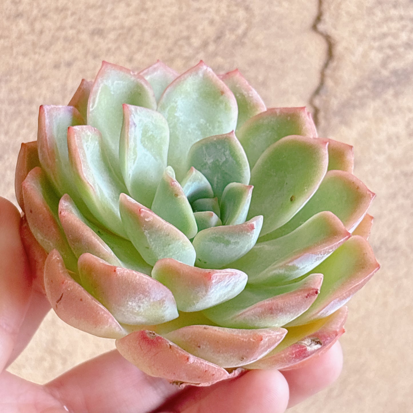 多肉植物