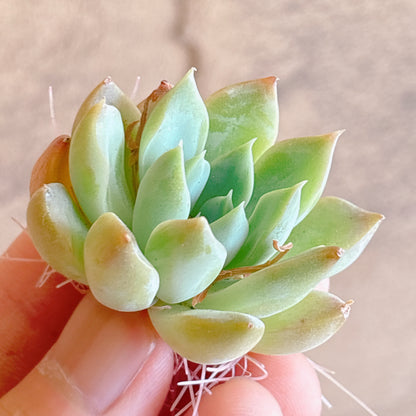 多肉植物