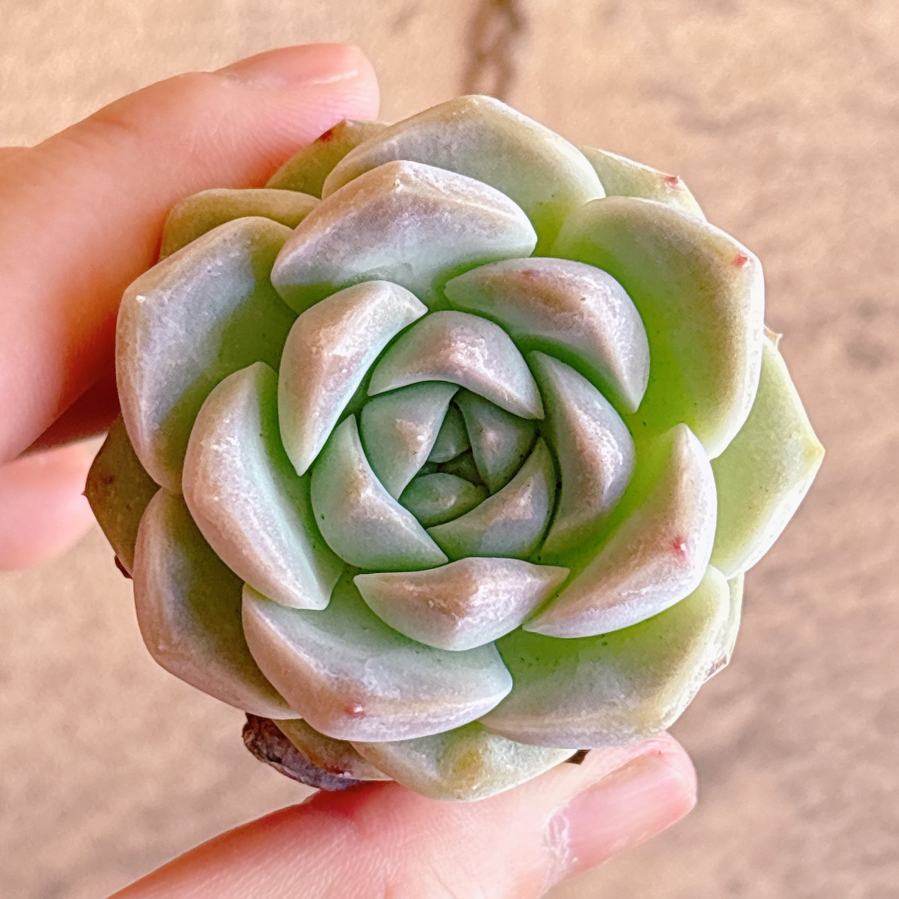多肉植物の販売・通販サイト | Bull Succulent(ブルサキュレント)