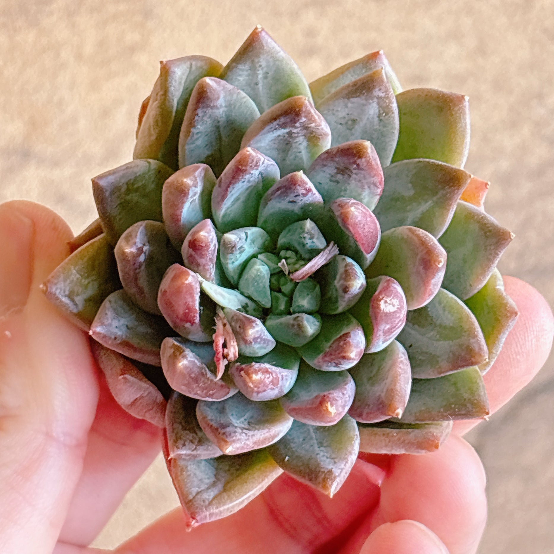 多肉植物の販売・通販サイト | Bull Succulent(ブルサキュレント)