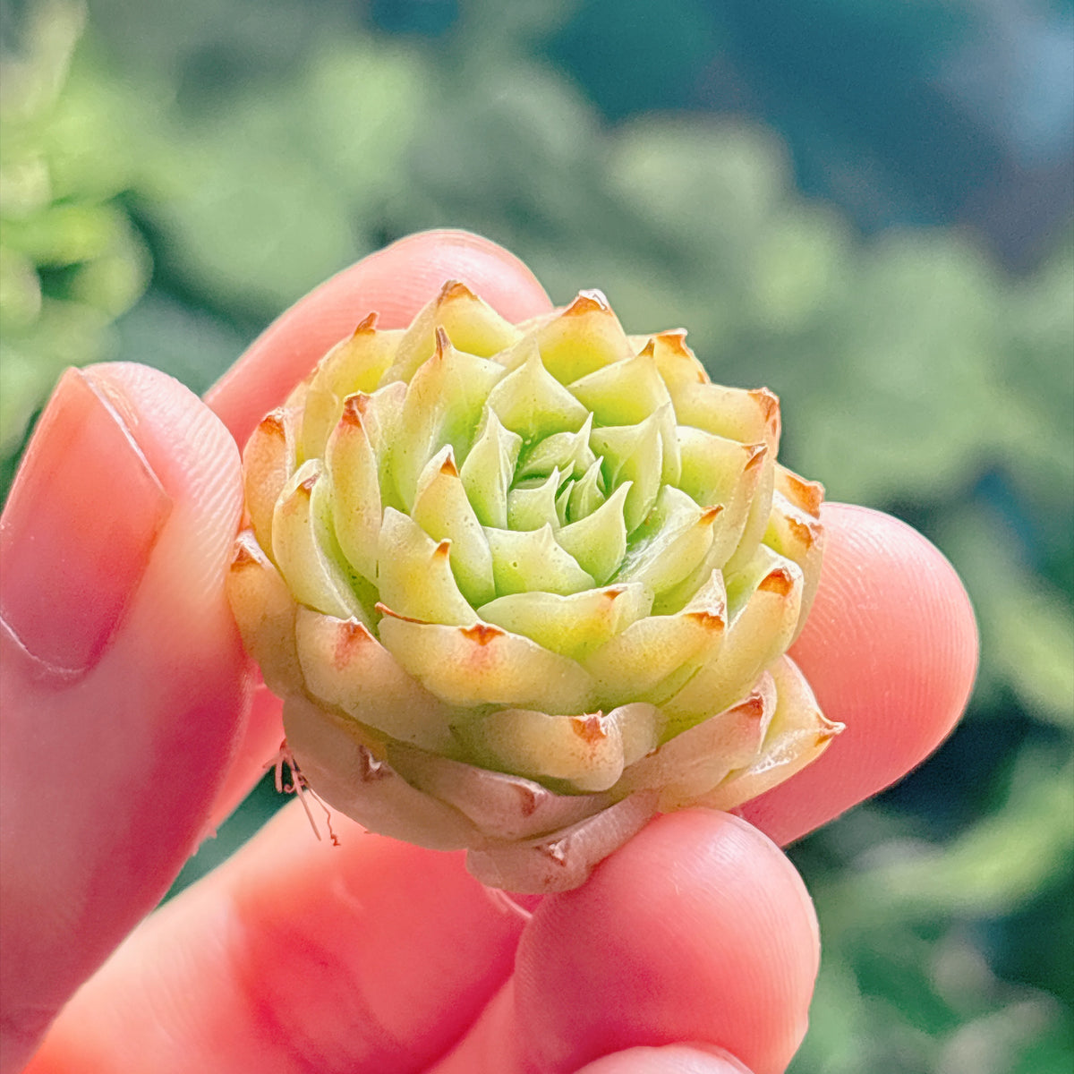 多肉植物