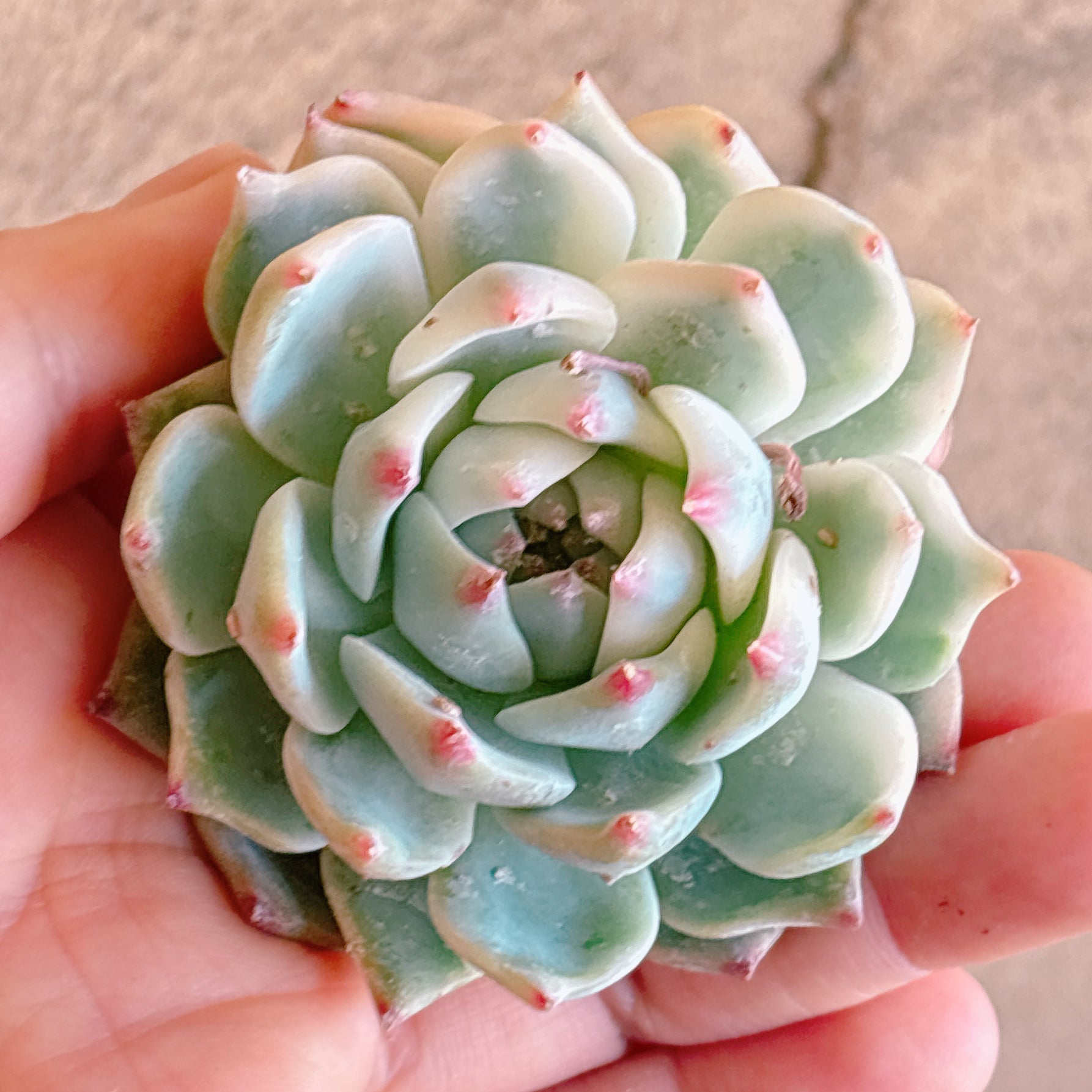 多肉植物の販売・通販サイト | Bull Succulent(ブルサキュレント)
