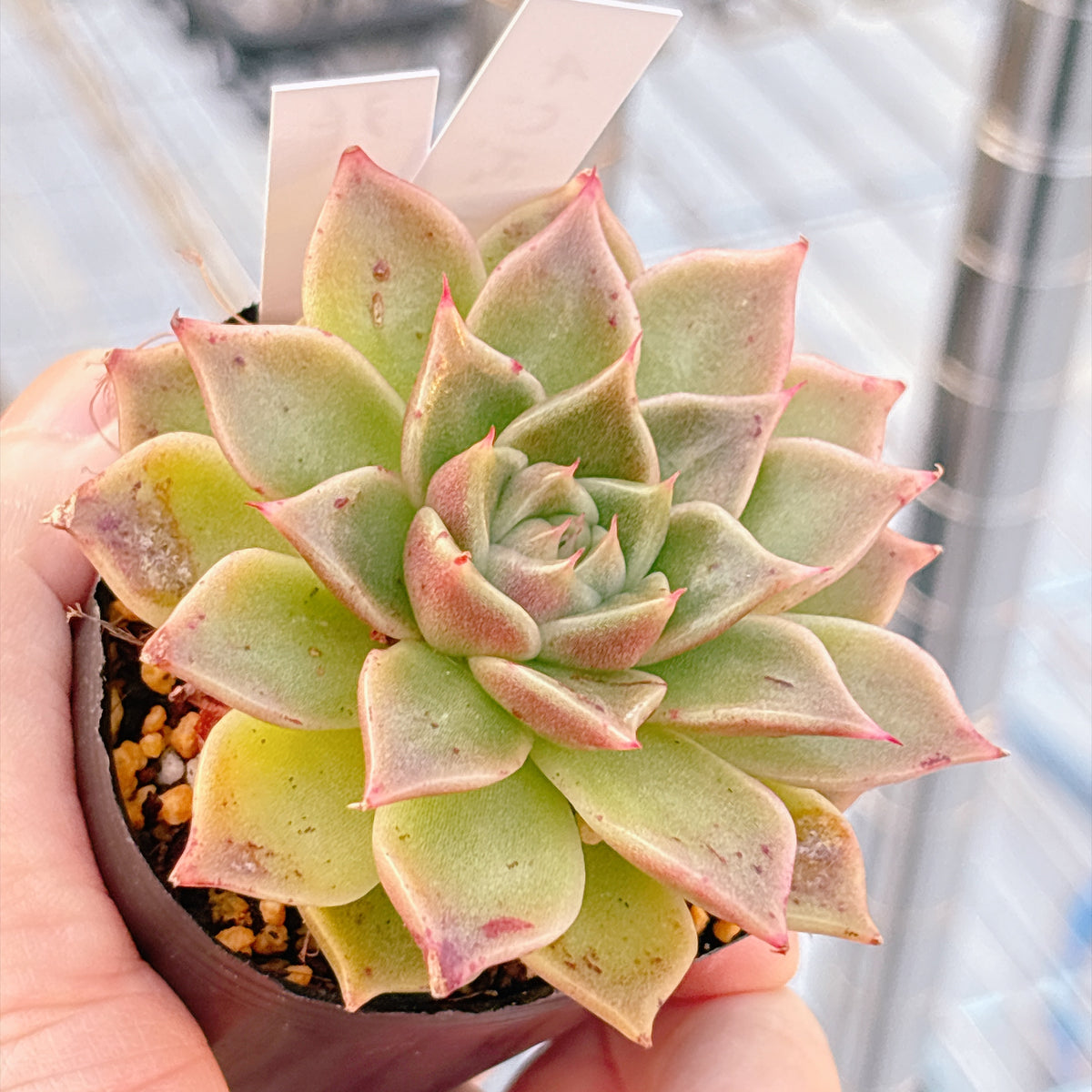 多肉植物