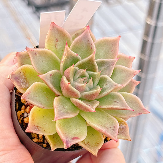 多肉植物
