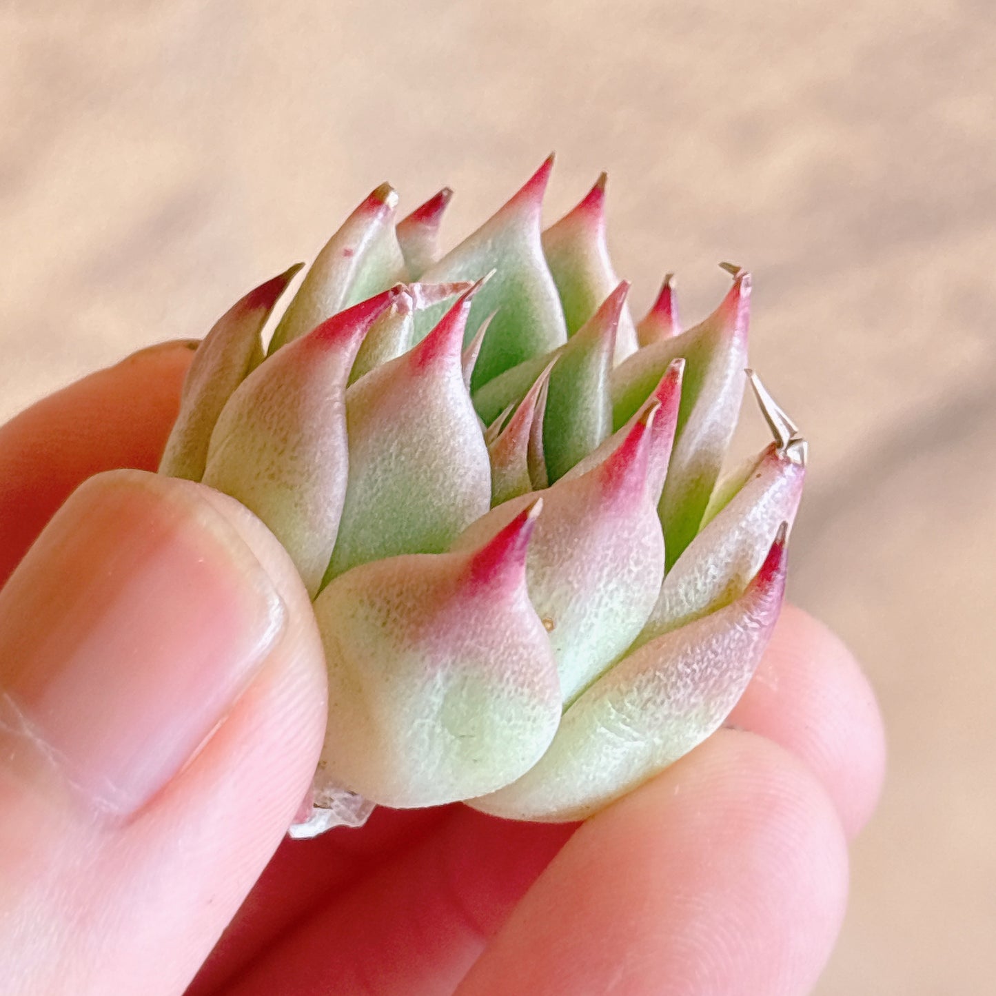 多肉植物