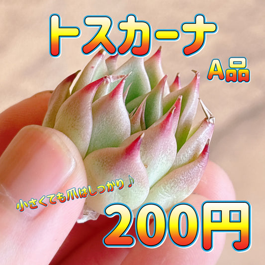 トスカーナ　A品　カット苗