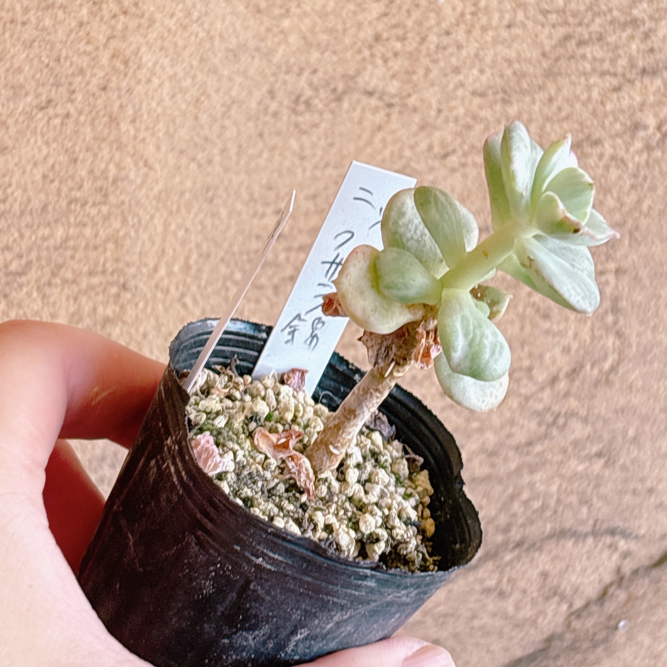 多肉植物の販売・通販サイト | Bull Succulent(ブルサキュレント)