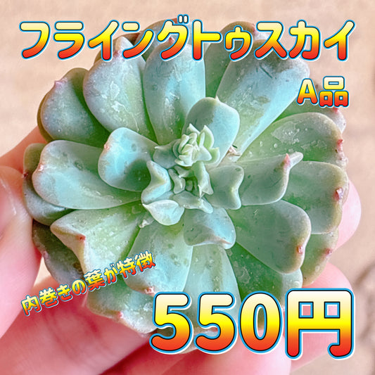 フライングトゥスカイ　A品　カット苗