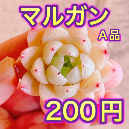 マルガン　A品　カット苗
