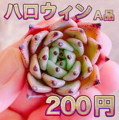 ハロウィン　A品　カット苗