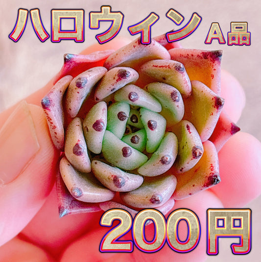 ハロウィン　A品　カット苗