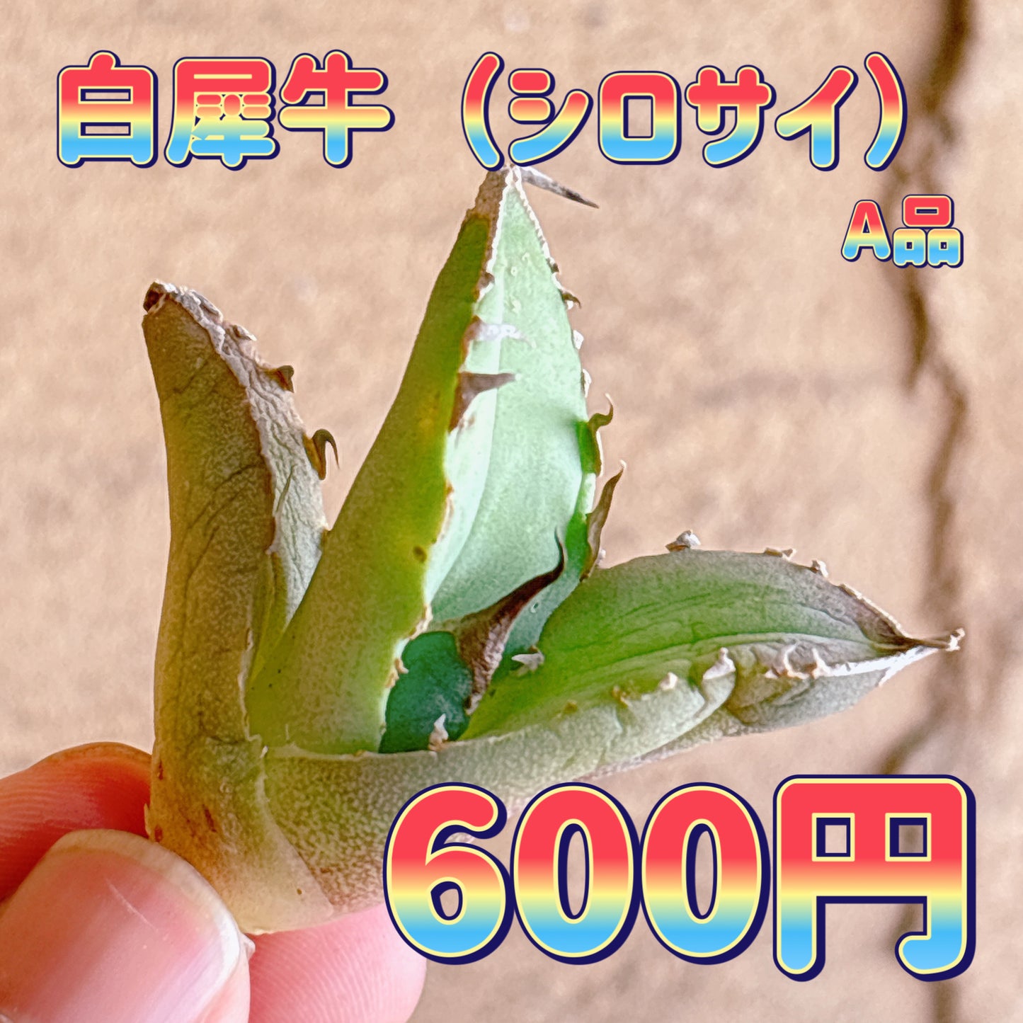 白犀牛　A品　カット苗