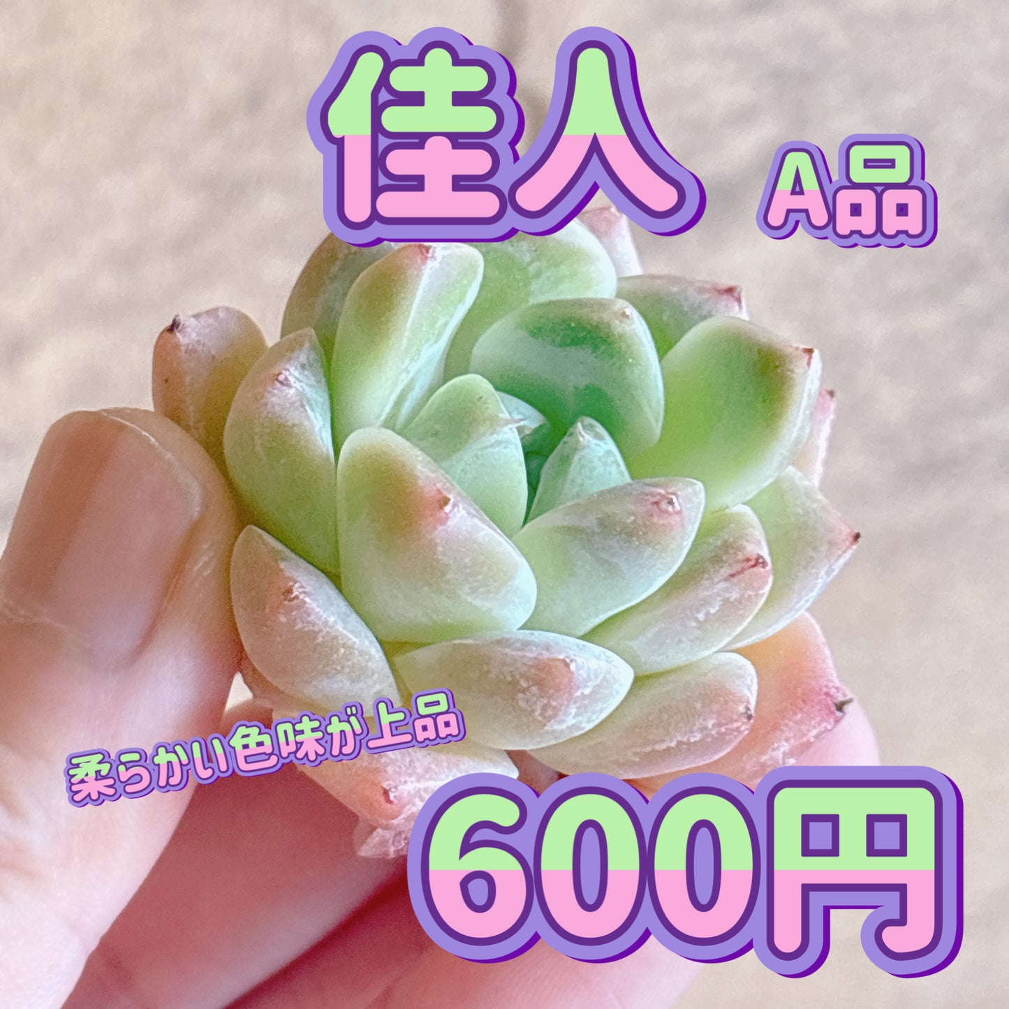 佳人　A品　カット苗