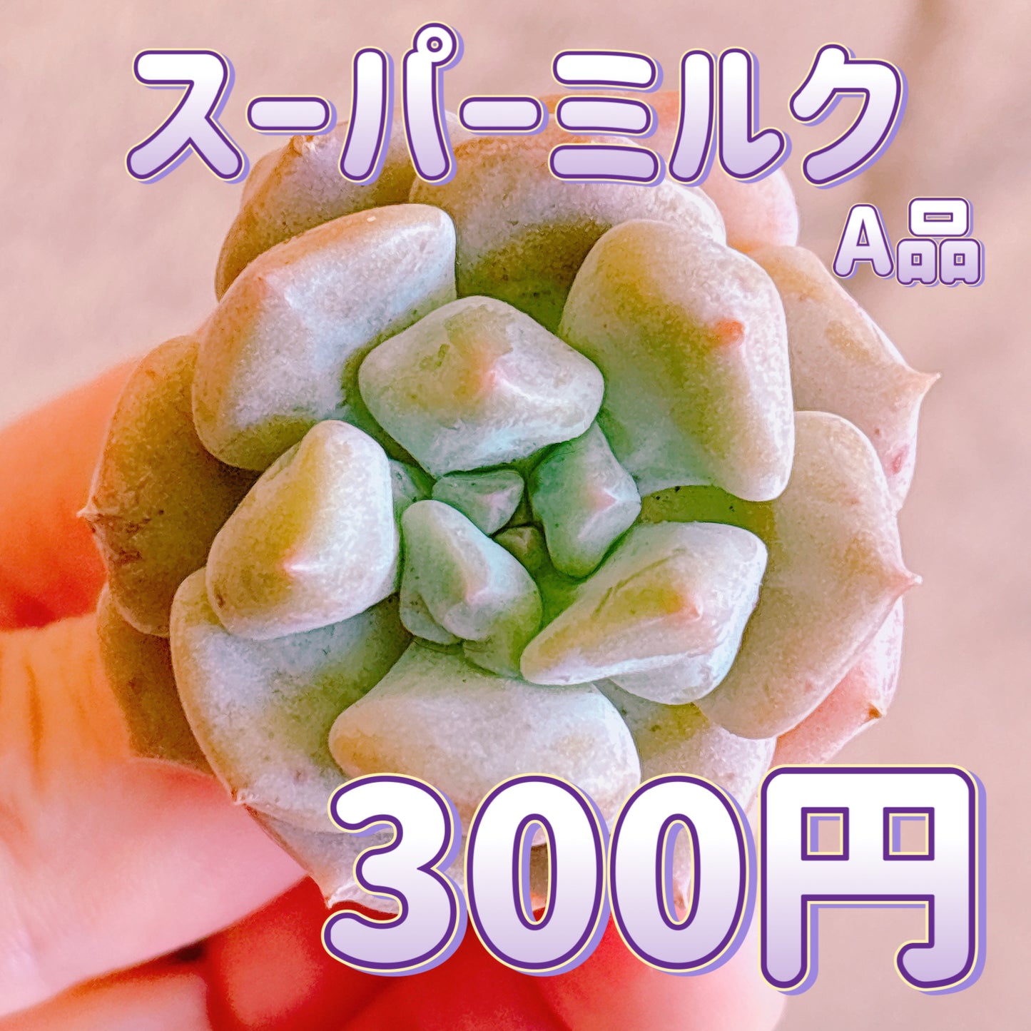 スーパーミルク　A品　カット苗