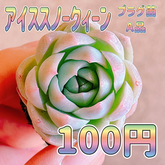 アイススノークィーン　A品　プラグ苗