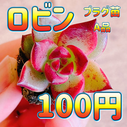 ロビン　A品　プラグ苗