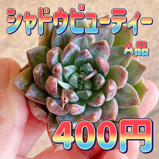 シャドウビューティー　A品　カット苗