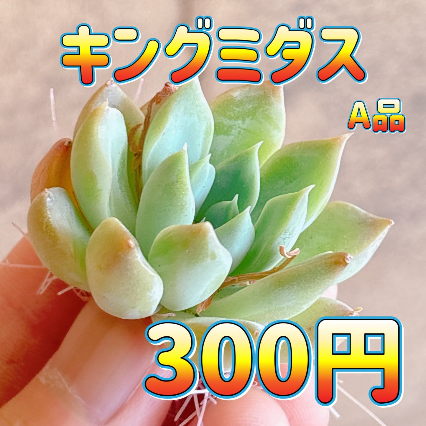 キングミダス　A品　カット苗