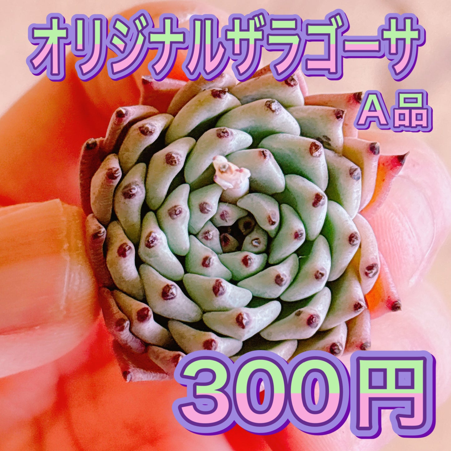 オリジナルザラゴーサ　A品　カット苗