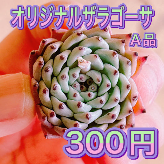 オリジナルザラゴーサ　A品　カット苗