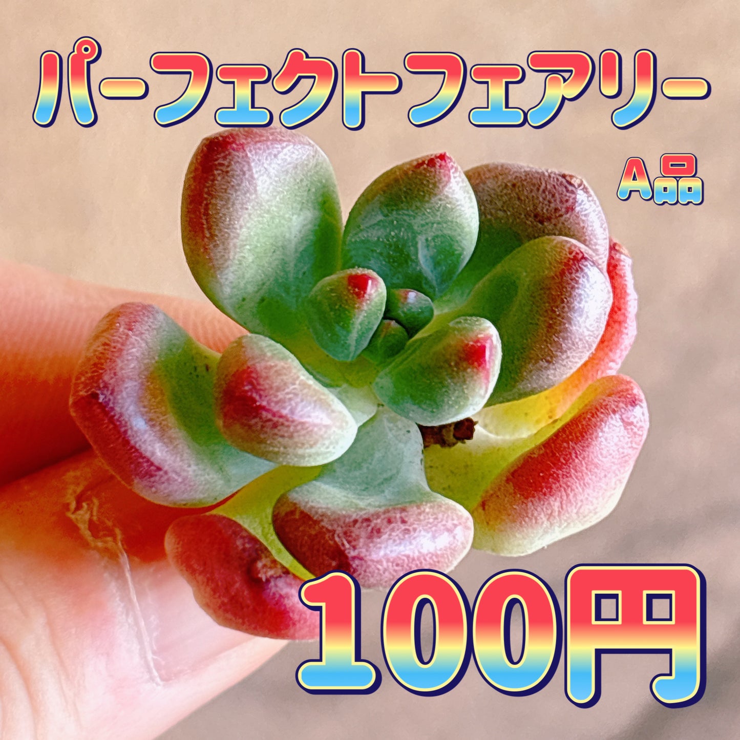 パーフェクトフェアリー　A品　カット苗