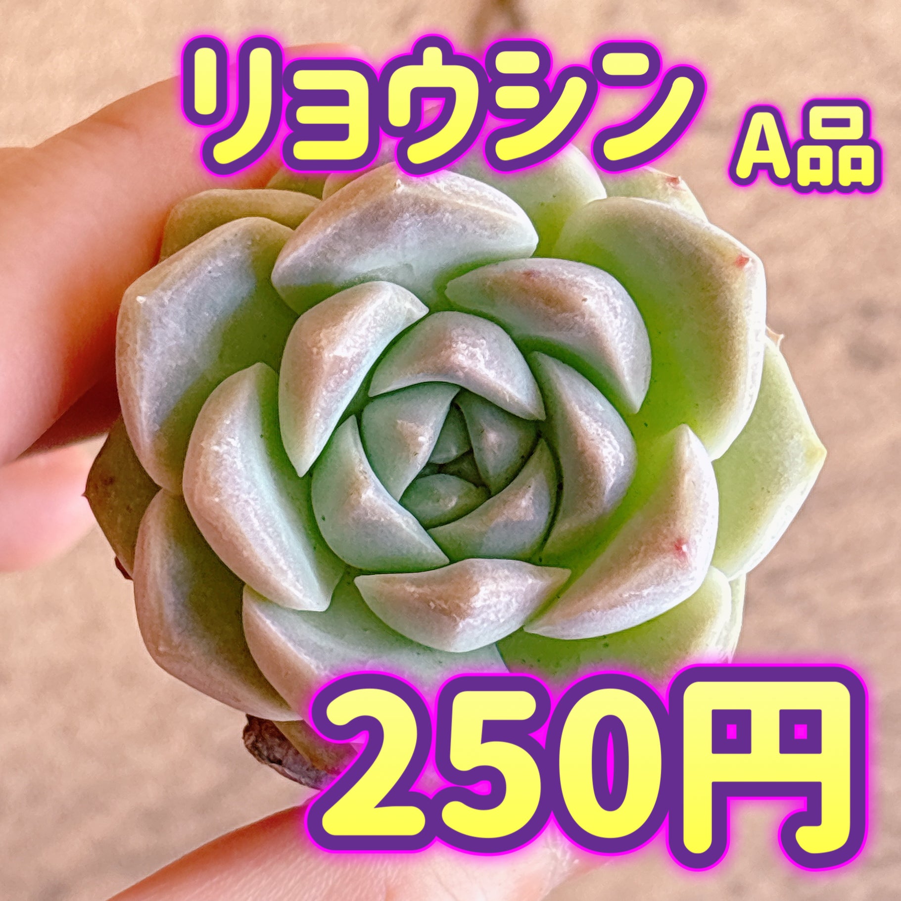 多肉植物の販売・通販サイト | Bull Succulent(ブルサキュレント)