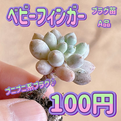 ベビーフィンガー　A品　プラグ苗