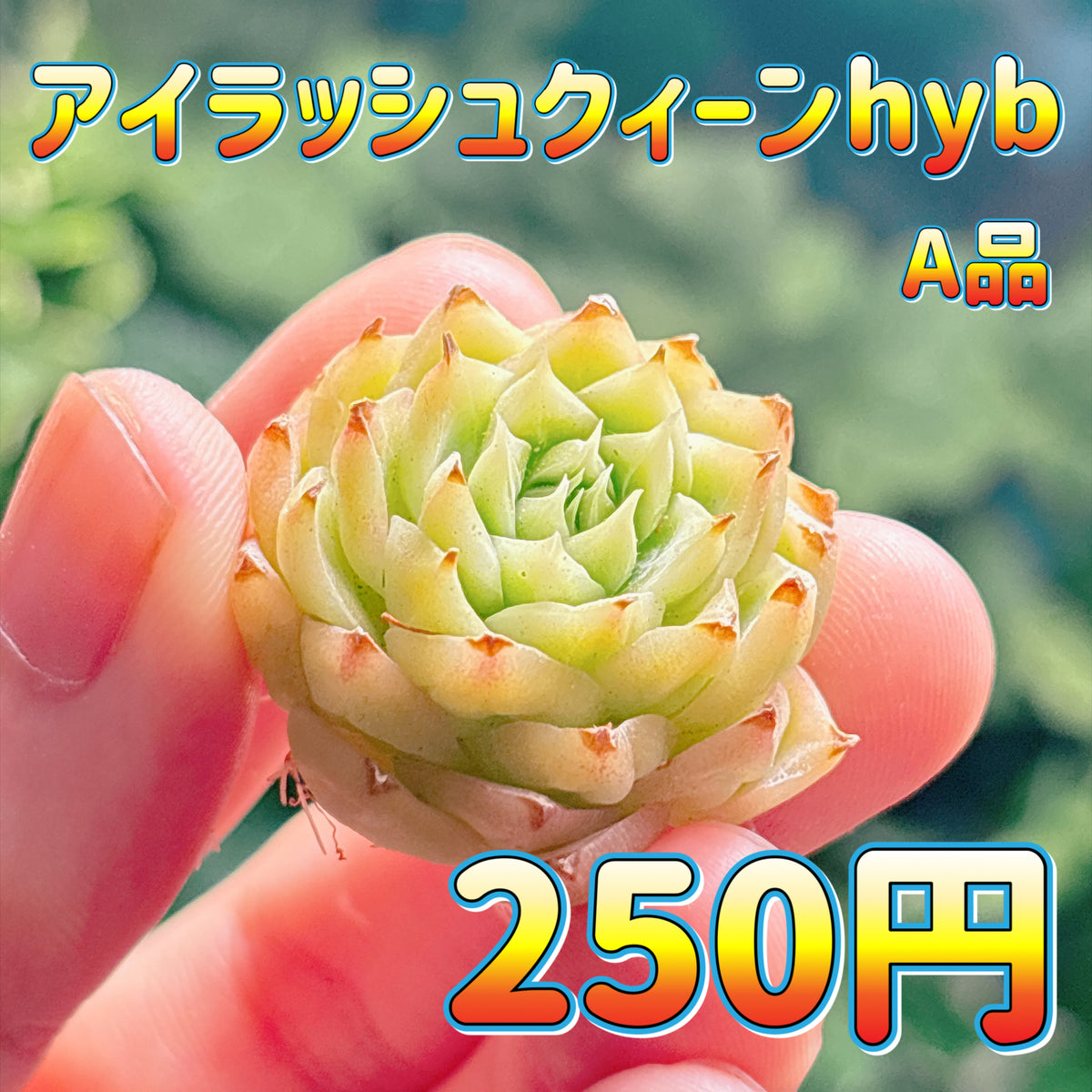 アイラッシュクィーンhyb　A品　カット苗